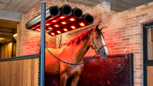 POURQUOI FAUT-IL METTRE SON CHEVAL AU SOLARIUM EN 2025 ?