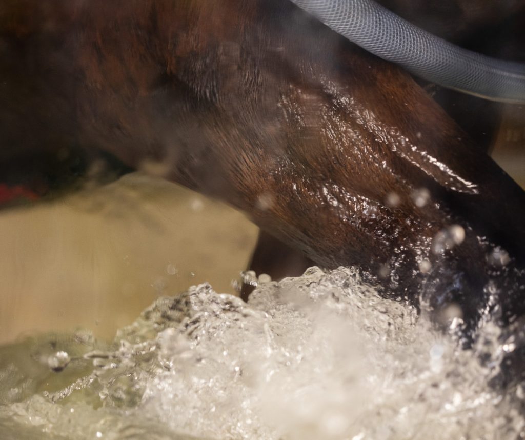 balneotherapie-equine-equi-bains