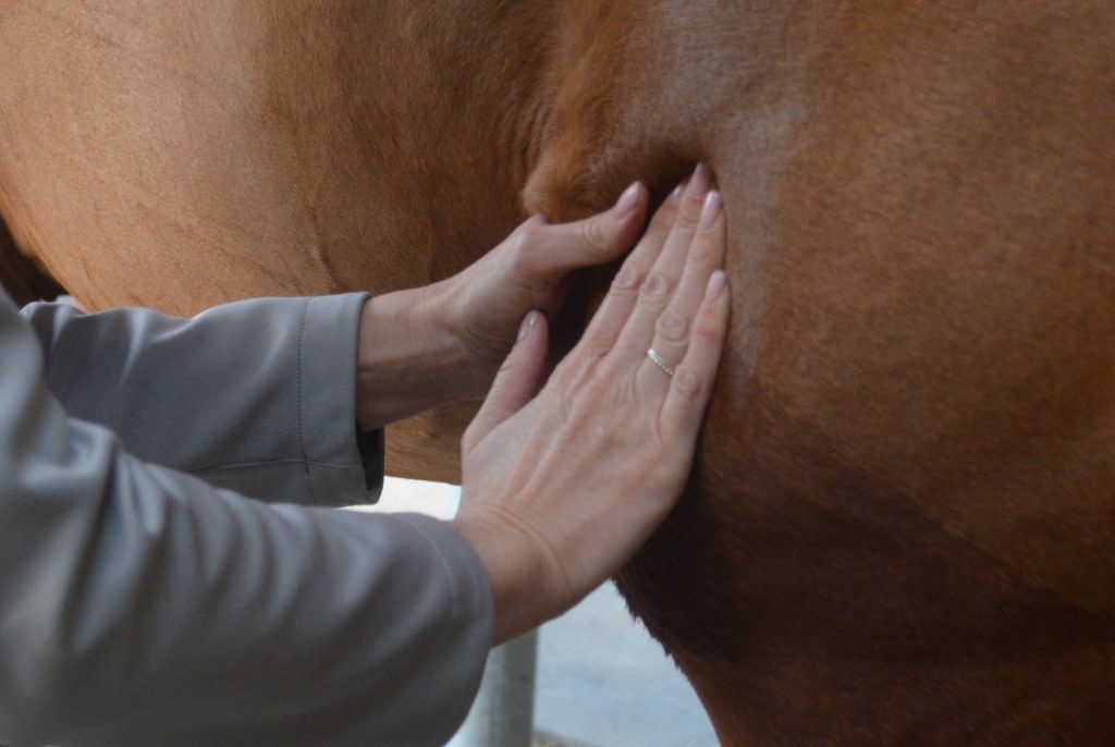 reeducation-musculaire-equine
