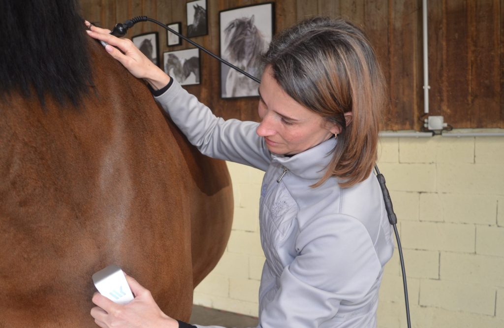 winback-therapie-equine